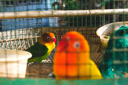 A pair of love birds in a cage posing cute and cute, pictured in the morningの写真素材