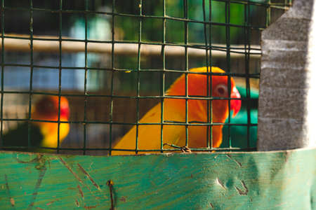 A pair of love birds in a cage posing cute and cute, pictured in the morningの写真素材