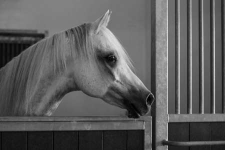Horse close upの写真素材
