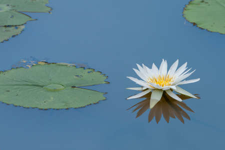 water lilyの写真素材