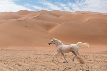 arabian horse in the desertの写真素材