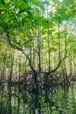 KRABI, THAILAND - JULY 03, 2009: Mangroves at Krabi.のeditorial素材