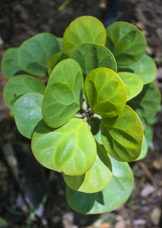 Ficus deltoidea or Mas Cotek is a herb that is native to Malaysian rainforests, in which it's...