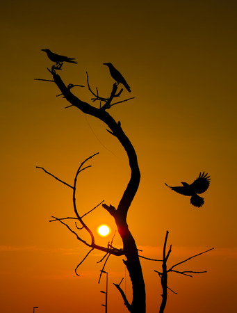 Silhouette of birds at dead tree against the sunset.の写真素材