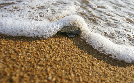 Baby turtles (Hawksbill sea turtle) popped out of the sand and waddled toward the ocean.