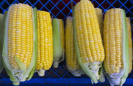 Stack of Corn on display at market.の写真素材
