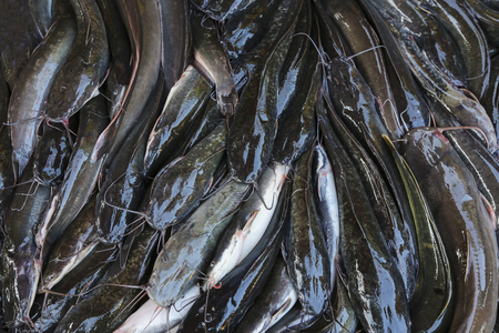 Fresh Catfish on display at market.