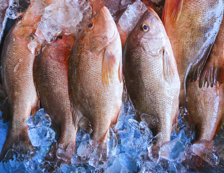 Fresh Snapper or Mangrove Jack fish on display at market.