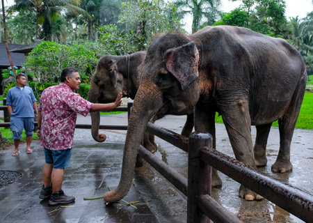 BALI, INDONESIA - NOVEMBER 17, 2017 : Tourist with Sumatran elephant at Mason Elephant Safari Park & Lodge in Ubud, Bali.のeditorial素材