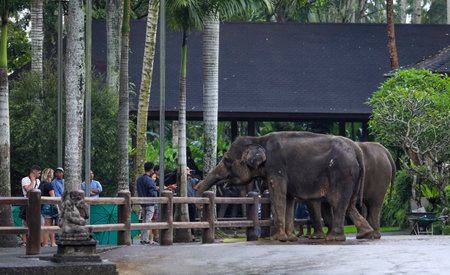 BALI, INDONESIA - NOVEMBER 16, 2017 : Tourist with Sumatran elephant at Mason Elephant Safari Park & Lodge in Ubud, Bali.のeditorial素材