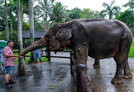 BALI, INDONESIA - NOVEMBER 17, 2017 : Tourist with Sumatran elephant at Mason Elephant Safari Park & Lodge in Ubud, Bali.のeditorial素材