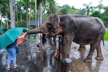 BALI, INDONESIA - NOVEMBER 17, 2017 : Tourist with Sumatran elephant at Mason Elephant Safari Park & Lodge in Ubud, Bali.のeditorial素材