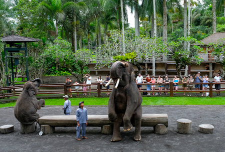 BALI, INDONESIA - NOVEMBER 17, 2017 : Sumatran elephant during show at Mason Elephant Safari Park & Lodge in Ubud, Bali.のeditorial素材