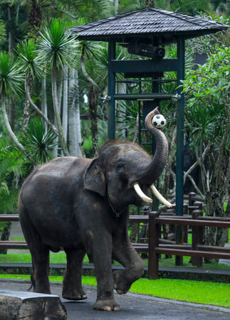 BALI, INDONESIA - NOVEMBER 17, 2017 : Sumatran elephant during show at Mason Elephant Safari Park & Lodge in Ubud, Bali.のeditorial素材