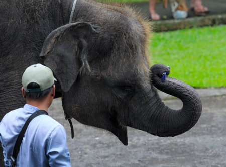 BALI, INDONESIA - NOVEMBER 17, 2017 : Mahout with Sumatran elephant at Mason Elephant Safari Park & Lodge in Ubud, Bali.のeditorial素材