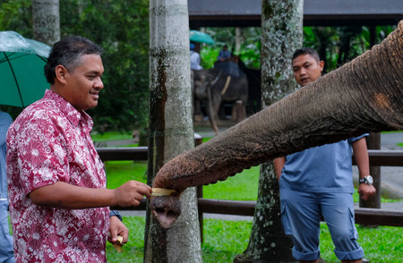 BALI, INDONESIA - NOVEMBER 17, 2017 : Tourist with Sumatran elephant at Mason Elephant Safari Park & Lodge in Ubud, Bali.のeditorial素材