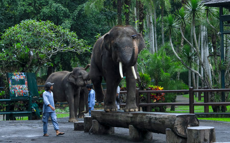 BALI, INDONESIA - NOVEMBER 17, 2017 : Sumatran elephant during show at Mason Elephant Safari Park & Lodge in Ubud, Bali.のeditorial素材