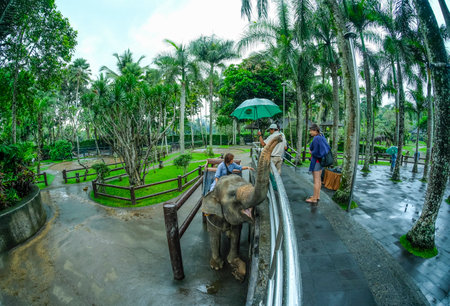 BALI, INDONESIA - NOVEMBER 17, 2017 : Tourist enjoy riding a Sumatran elephant at Mason Elephant Safari Park & Lodge in Ubud, Bali.のeditorial素材