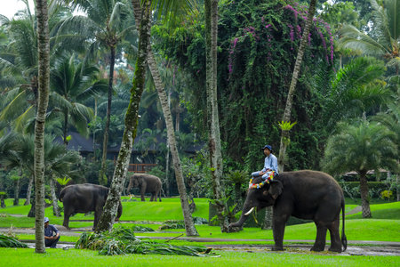 BALI, INDONESIA - NOVEMBER 17, 2017 : Mahout with Sumatran elephant at Mason Elephant Safari Park & Lodge in Ubud, Bali.のeditorial素材