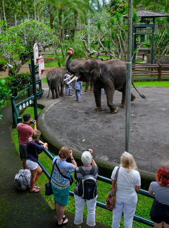 BALI, INDONESIA - NOVEMBER 17, 2017 : Sumatran elephant during show at Mason Elephant Safari Park & Lodge in Ubud, Bali.のeditorial素材