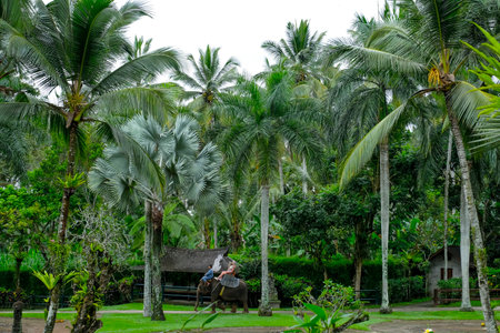 BALI, INDONESIA - NOVEMBER 17, 2017 : Tourist enjoy riding a Sumatran elephant at Mason Elephant Safari Park & Lodge in Ubud, Bali.のeditorial素材