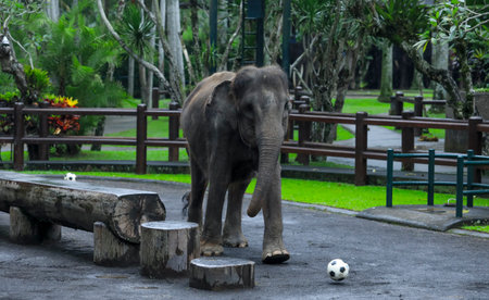 BALI, INDONESIA - NOVEMBER 17, 2017 : Sumatran elephant during show at Mason Elephant Safari Park & Lodge in Ubud, Bali.のeditorial素材