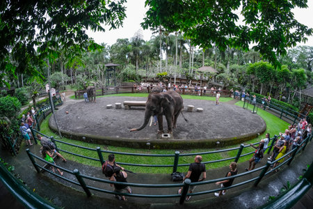 BALI, INDONESIA - NOVEMBER 17, 2017 : Sumatran elephant during show at Mason Elephant Safari Park & Lodge in Ubud, Bali.のeditorial素材