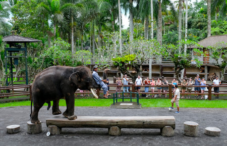 BALI, INDONESIA - NOVEMBER 17, 2017 : Sumatran elephant during show at Mason Elephant Safari Park & Lodge in Ubud, Bali.のeditorial素材