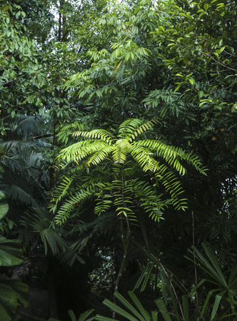 Eurycoma Longifolia Jack is the herb name for what is more commonly known as Tongkat Ali, Pasak Bumi, Malaysian Ginseng, or Longjack. Tropical rainforest medicinal plant found in South East Asia.の写真素材