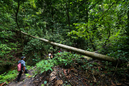 PERAK, MALAYSIA - JULY 11, 2018 : Tourist enjoying discover peace nature environment of 130 million years old Royal Belum Rainforest Park acrossing the Temengor Lake at Pulau Banding, Perak.のeditorial素材