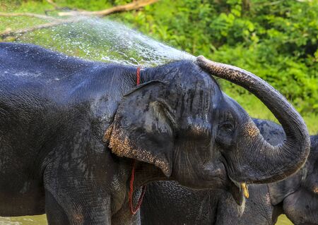 Asian elephant splashing with water while bathing at Kenyir Elephant Conservation Village, Terengganu.の写真素材