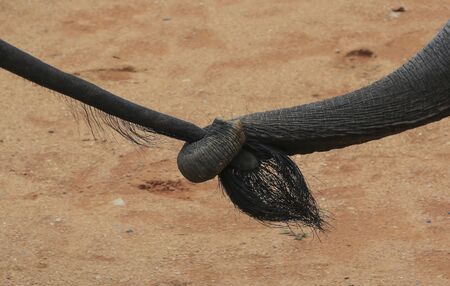 Asian elephant use trunk to hold others elephant tail at Kenyir Elephant Conservation Village, Terengganu.の写真素材