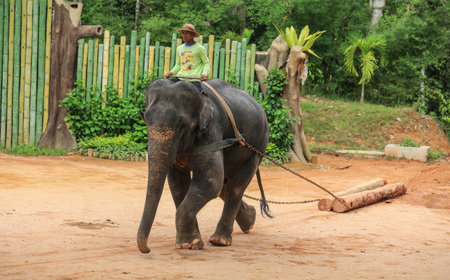 TERENGGANU, MALAYSIA - AUGUST 27, 2016 : Mahout with Asian Elephant at Kenyir Elephant Conservation Village, Terengganu.のeditorial素材