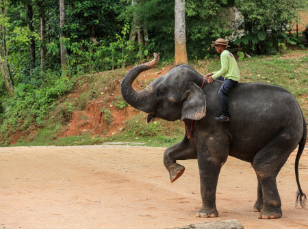 TERENGGANU, MALAYSIA - AUGUST 27, 2016 : Mahout with Asian Elephant at Kenyir Elephant Conservation Village, Terengganu.のeditorial素材