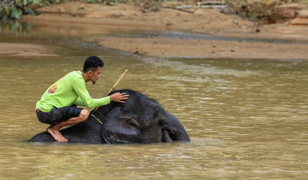 TERENGGANU, MALAYSIA - AUGUST 27, 2016 : Mahout with Asian elephant while bathing at Kenyir Elephant Conservation Village, Terengganu.のeditorial素材