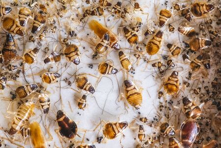 Cockroaches stuck at sticky adhesive trap bait. Pest control for house and car.の写真素材
