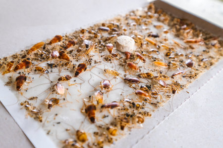 Cockroaches stuck at sticky adhesive trap bait. Pest control for house and car.のeditorial素材