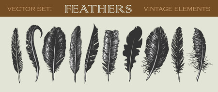Vector illustrated set of 10 vintage feathersのイラスト素材