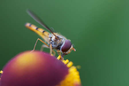 Hover fly on colorful flower の写真素材