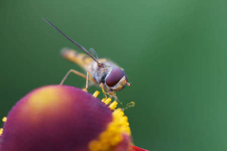 Hover fly on colorful flower の写真素材