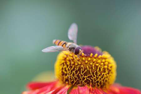 Hover fly on colorful flower の写真素材
