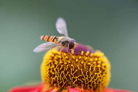 Hover fly on colorful flower の写真素材