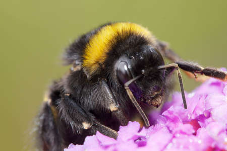Bumblebee on Flowerの写真素材