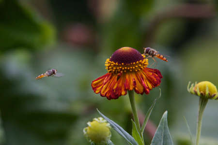 Hover fly on colorful flower の写真素材