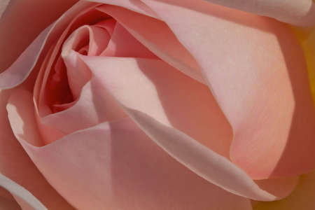 Rosa rose closeup / Rosa Rose in Detailaufnahmeの写真素材