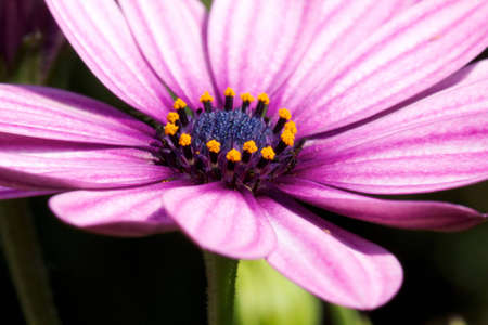 Marguerite closeup / Margeritte in Nahaufnahmeの写真素材
