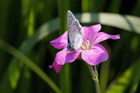 Blue Butterfly sitting on flower / BlaÌuling auf Blumeの写真素材