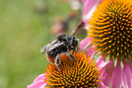 Bumblebee on Flower / Hummel auf Blumeの写真素材