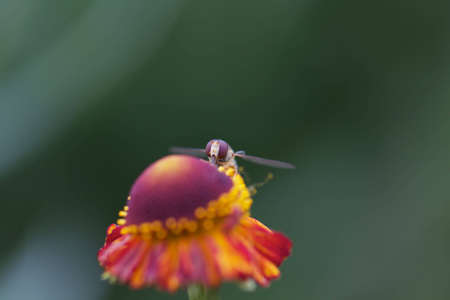 Hover fly on colorful flower / Schwebfliege auf farbenfroher BluÌteの写真素材