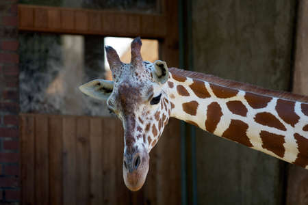 Giraffe lookin into camera / Giraffe schaut in die Kameraの写真素材